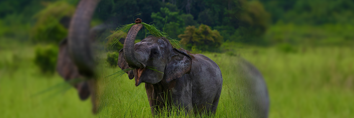 Sri Lankan Attractions 5